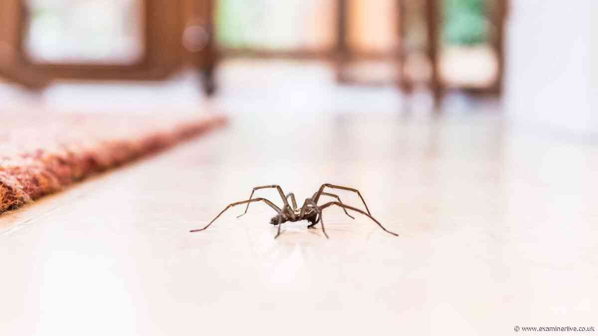 Stop spiders invading homes by spraying £1 mixture over doors and windows