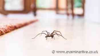 Stop spiders invading homes by spraying £1 mixture over doors and windows