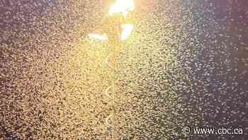Moth madness at Pasadena festival symptom of spruce budworm battle in N.L.