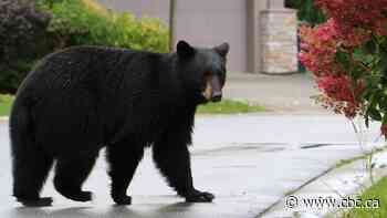 Wrong bear killed by RCMP after girl attacked in Maple Ridge, B.C.