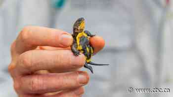 Watch these endangered turtles get released back into their habitat
