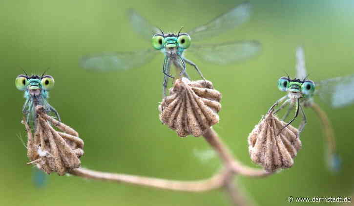 Wanderausstellung „Facettenreiche Insekten – Vielfalt, Gefährdung, Schutz“