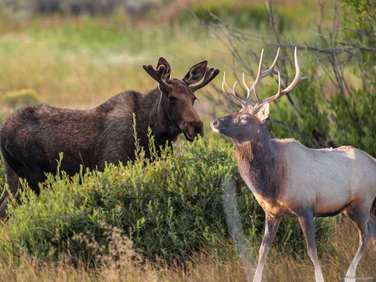 Does This Video Show A Moose And Elk Fighting Or Hanging Out?