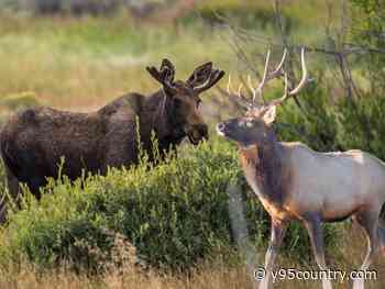 Does This Video Show A Moose And Elk Fighting Or Hanging Out?