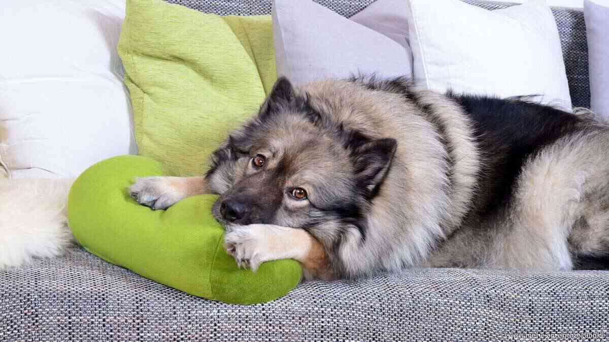 Wie lange darf Ihr Hund alleine zu Hause bleiben?