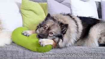 Wie lange darf Ihr Hund alleine zu Hause bleiben?