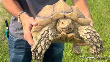 Molly the chunky African tortoise mysteriously turns up at Manitoba marsh, 20 km from home