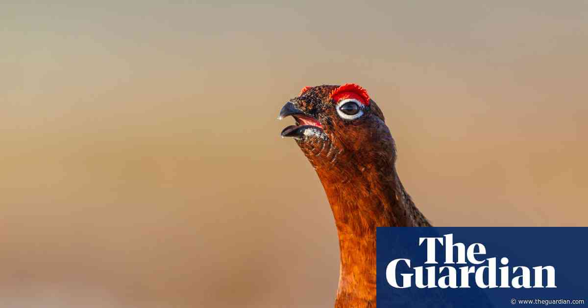 Inglorious Twelfth? Calls for grouse season to be banned to prevent wildfires and peatland damage