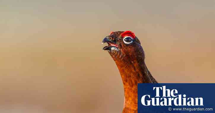 Inglorious Twelfth? Calls for grouse season to be banned to prevent wildfires and peatland damage