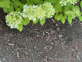 In the garden: Water-wise ways to protect your plantings