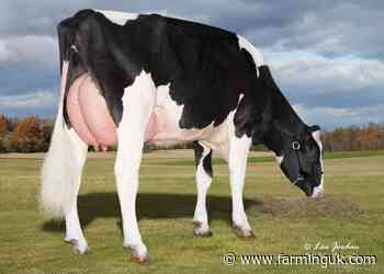 Sheepster leads as health and fertility shape Holstein rankings