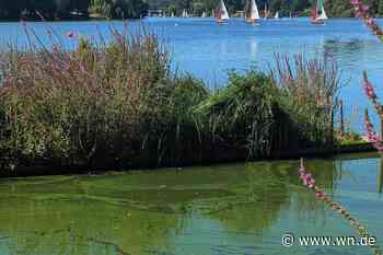 Blaualgen-Alarm am Aasee: Lage ist noch stabil – anderes Problem droht