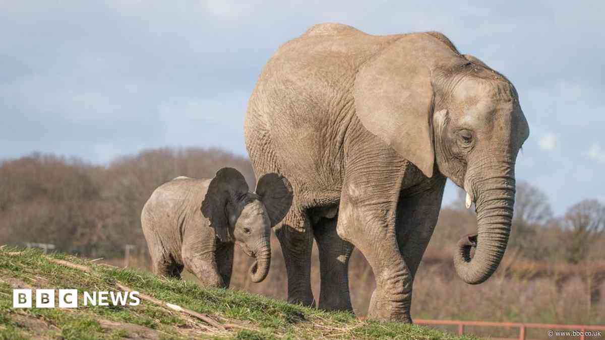 Elephant family herd celebrated on awareness day