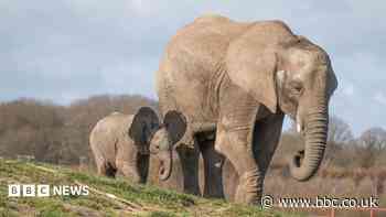 Elephant family herd celebrated on awareness day