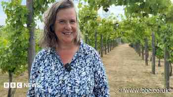 Kent named wine hotspot after 'perfect' weather
