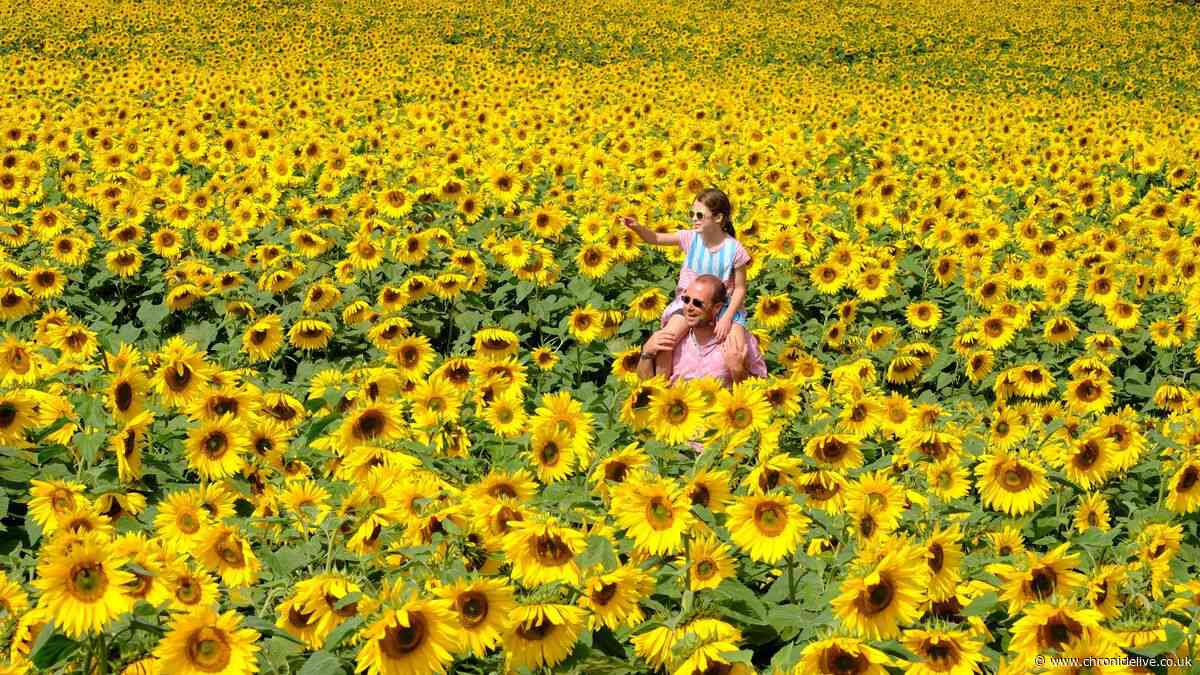 Spectacular Sunflower Trail to open in North East with funfair and school holiday attractions