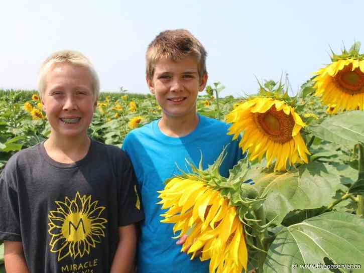 Miracle Max's sunflowers blooming again in Lambton County