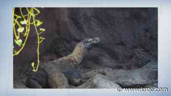 ABQ BioPark announces Reptiles After Hours event on Sept. 3