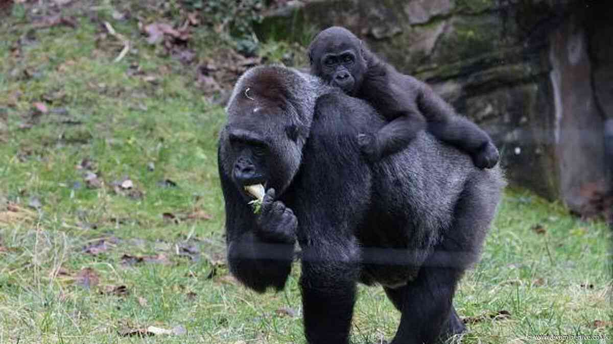 Whipsnade Zoo and London Zoo close early as heatwave forecast to hit 38C