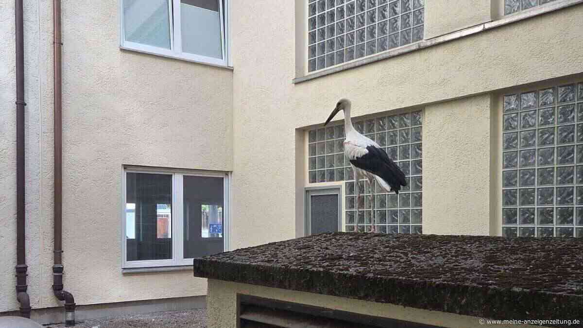 Happy End für Freisinger Jungstorch, der in einem Innenhof landete und nicht mehr rauskam
