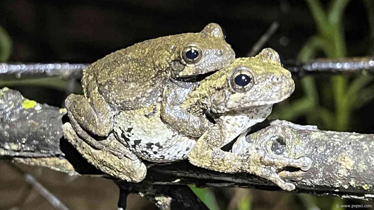 ‘Less desirable’ males confuse female treefrogs looking for a mate