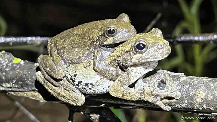 ‘Less desirable’ males confuse female treefrogs looking for a mate