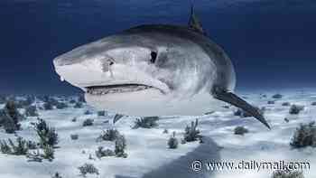 Man's leg is mauled by shark during pleasure boat fishing trip off Ireland