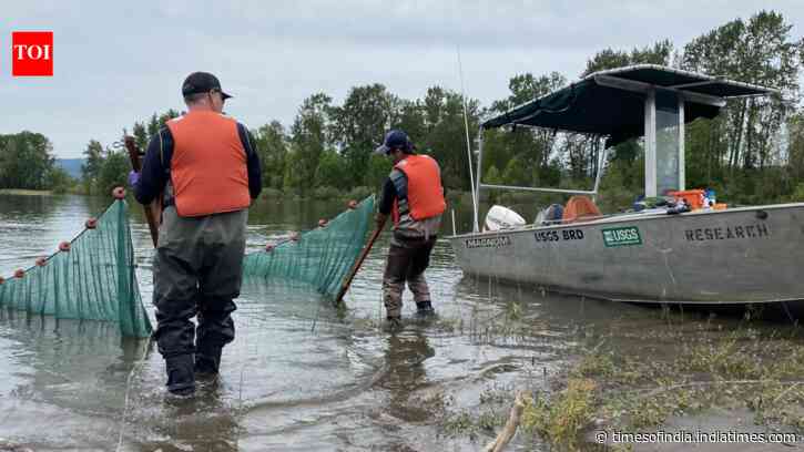 In 2020, engineers pumped 225,000 cubic yards of dredged sediment into the Columbia River; it became four new islands now being studied as salmon habitat