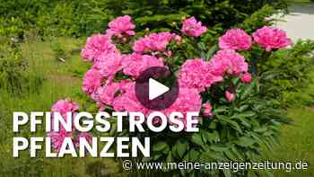 Wer Pfingstrosen falsch pflanzt, wartet vergeblich auf Blüten