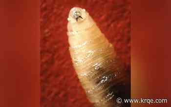 More cases of parasitic screwworm confirmed. Here's who is at risk, where it's spreading