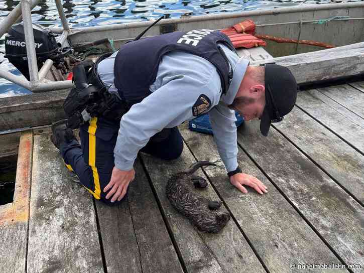 Rescued otter returns to its family on Cormorant Island