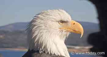 Bald Eagle Jackie, Made Famous by California Nest Cam, Dies 3 Weeks After Entering Ojai Raptor Center for Treatment