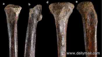 Extinct human remains found on seafloor fuel claims of real-life biblical giants