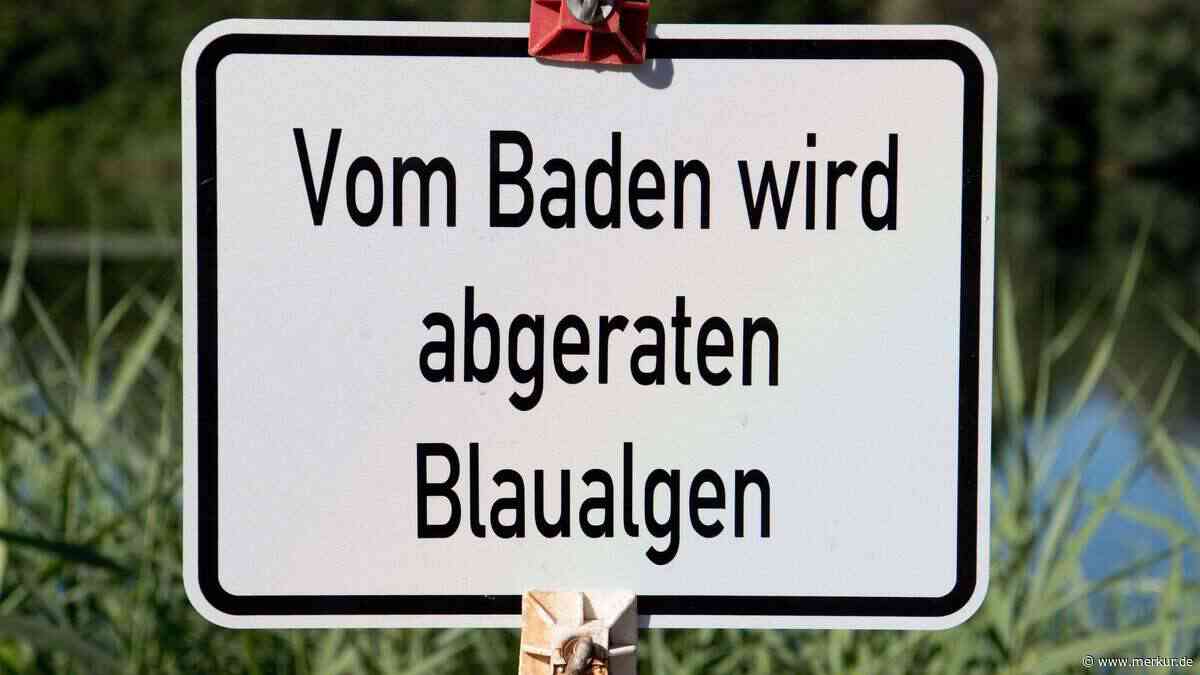 Blaualgen-Gefahr: Landratsamt bittet Badende, aufmerksam zu sein