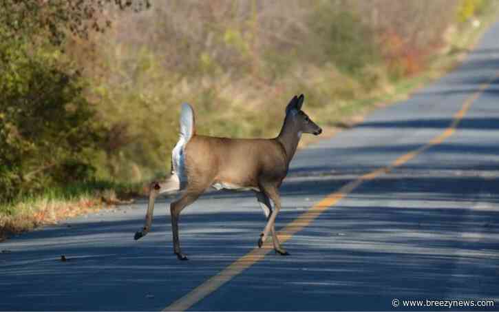 Deer Strike Wednesday Morning in Sallis