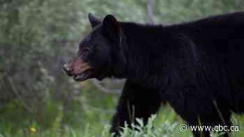 Bear encounters in Canada: What's been happening and how can you reduce the risks?