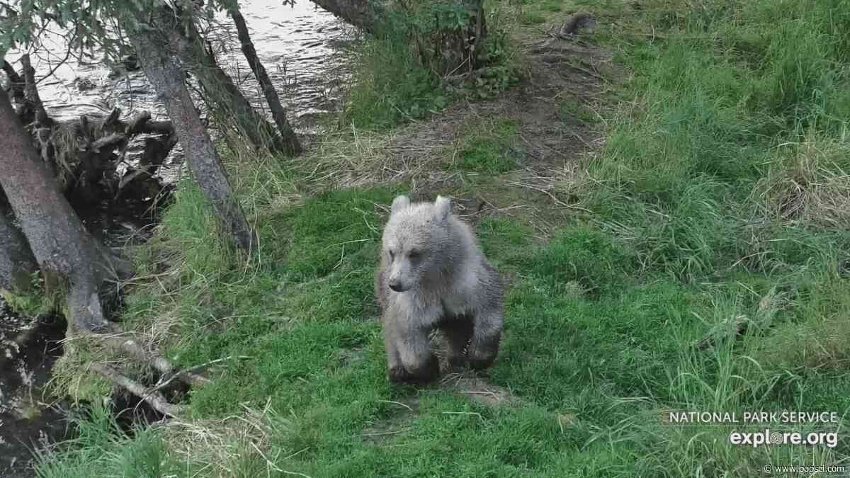 Katmai bear cub spotted with a paw full of porcupine quills