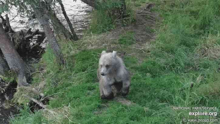 Katmai bear cub spotted with a paw full of porcupine quills