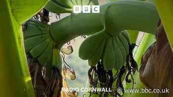 Plant in Cornwall goes bananas!