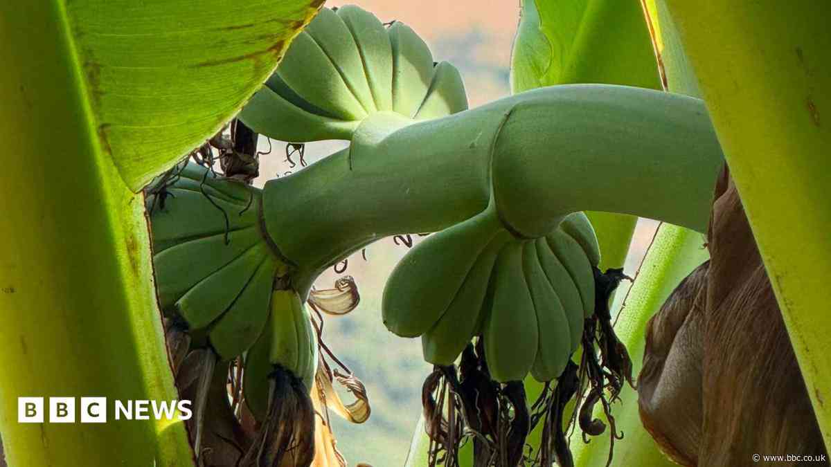 Heatwave helps garden plant 'go bananas'