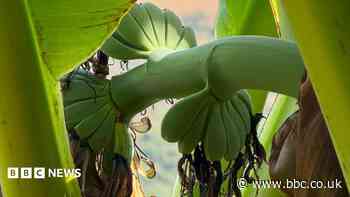 Heatwave helps garden plant 'go bananas'