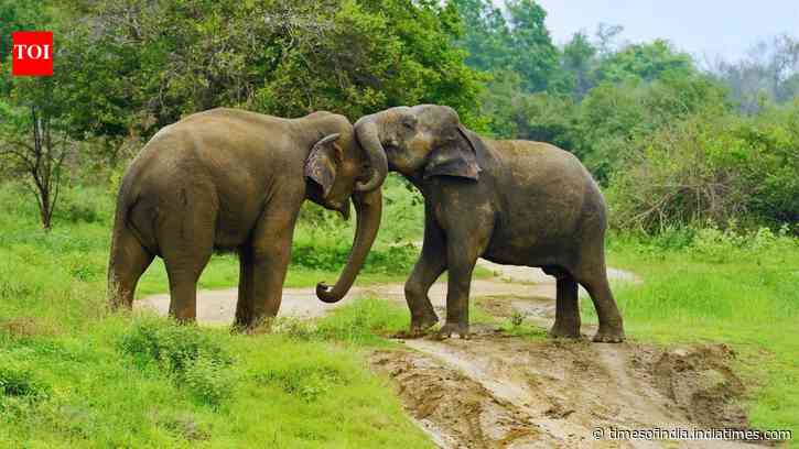 Assam proposes to reduce Kaziranga National Park’s Eco-Sensitive Zone (ESZ)