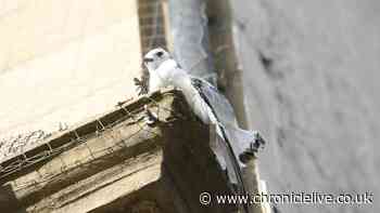 Two kittiwakes die after being rescued from netting at Newcastle Quayside hotel