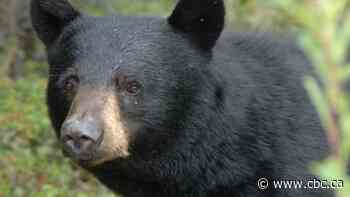 Australian man fined after black bear gets into food at Banff National Park campground