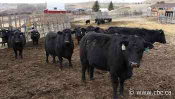 Sask. RCMP charge 52-year-old with fraud, altering cattle brand