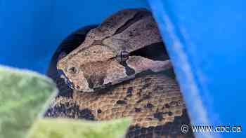 Guelph Humane Society searching for owner of boa constrictor found in Arthur