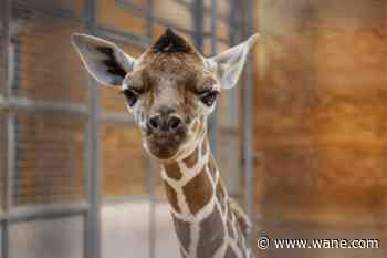 Fort Wayne Zoo welcomes newborn giraffe to the herd