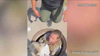 Dog missing for 30 days rescued from California storm drain