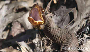 Maumelle football player finds cottonmouth IN HIS HELMET