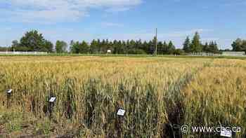 In an Alberta field, farm researchers test new ways to improve sustainability and profits
